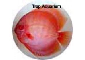 Virgin Red Discus