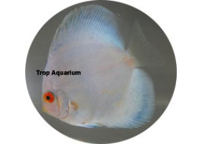 Snow White Discus