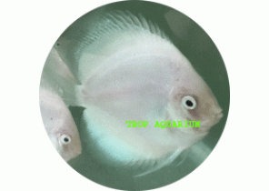 White Diamond Discus