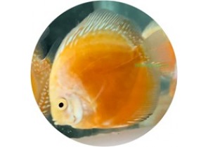 White Golden Discus