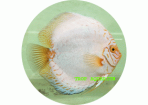 White Pigeon Blood Discus