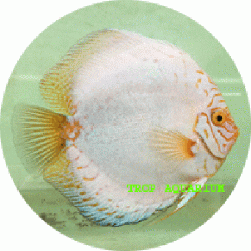 White pigeon blood discus