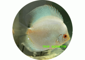 Snakeskin White Discus