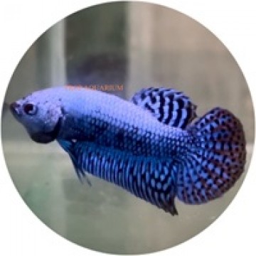 Alien blue betta