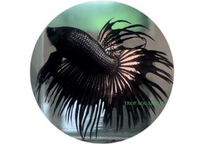 Crown Tail Black Betta