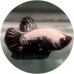 Fighting Fish
