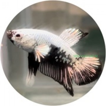 Fighting Fish