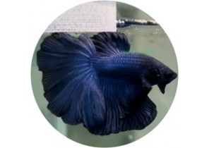 Blue HMPK Betta