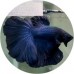 Fighting Fish