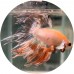 Fighting Fish