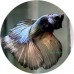 Fighting Fish