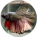 Fighting Fish