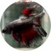 Fighting Fish