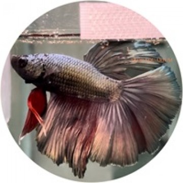 Fighting Fish