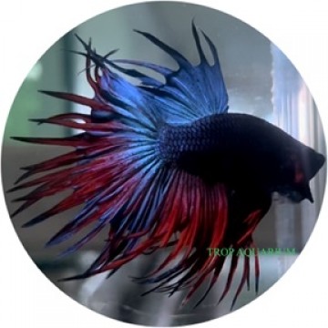 Crown tail betta