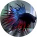 Fighting Fish