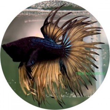 Fighting Fish