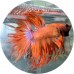 Fighting Fish