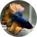 Fighting Fish