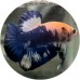 Fighting Fish
