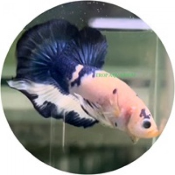 Fighting Fish