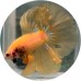 Fighting Fish