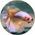 Fighting Fish