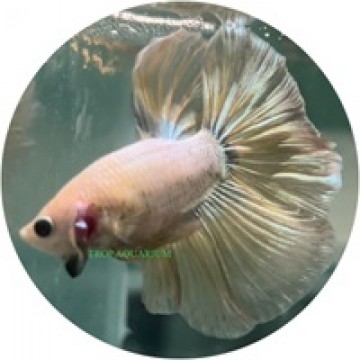 Fighting Fish
