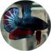 Fighting Fish