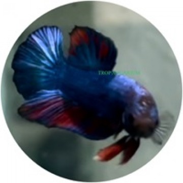 Fighting Fish