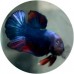 Fighting Fish