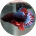 Fighting Fish