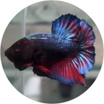 Fighting Fish