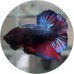 Fighting Fish
