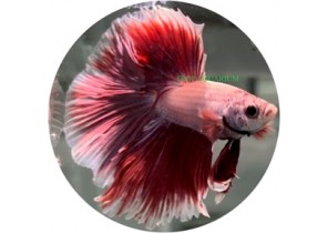 Half Moon Betta