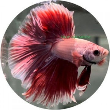 Half moon betta