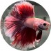 Fighting Fish