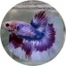 Fighting Fish
