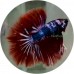 Fighting Fish
