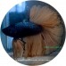 Fighting Fish