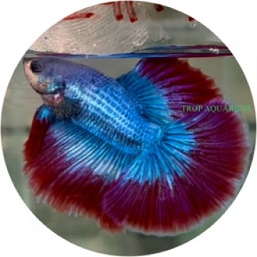 Fighting Fish
