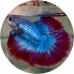 Fighting Fish