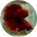 Fighting Fish