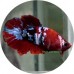 Fighting Fish