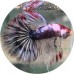 Fighting Fish