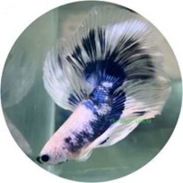 Fighting Fish