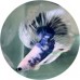 Fighting Fish