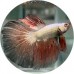 Fighting Fish