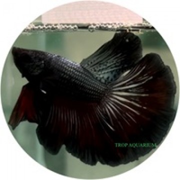 Fighting Fish