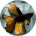 Fighting Fish